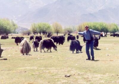 It's not Julie Andrews in "Sound of Music," but an incredible simulation! Bonding (and singing) in a herd of yak, Tibet 1998.