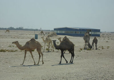 Camels along the road, near entrance to a Middle East Air Force base, in an "undisclosed location".